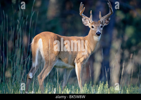 Whitetail Deer (Odocoileus Virginianus) Bock in samt, Teufels Tower National Monument, Wyoming, USA Stockfoto