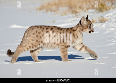 Gefangenschaft Berglöwe oder PUMA (Felis Concolor) junges, in der Nähe von Bozeman, Montana, Vereinigte Staaten von Amerika, Nordamerika Stockfoto