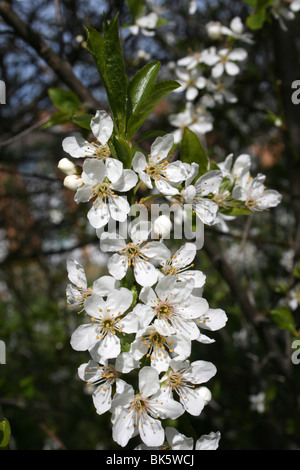 Schlehe Prunus Spinosa Blüte genommen am West Kirby, Wirral, UK Stockfoto