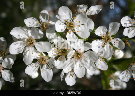 Schlehe Prunus Spinosa Blüte genommen am West Kirby, Wirral, UK Stockfoto