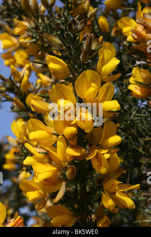 Gemeinsamen Gorse, Ulex Europaeus genommen On unitarischen Hill, Wirral, UK Stockfoto