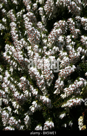 Weiße Heather Erica Carnea In West Kirby, Wirral genommen Stockfoto