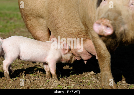 Stock Foto von Ferkeln, die Fütterung von ihrer Mutter auf einer kommerziellen Schweinefarm in Frankreich. Stockfoto