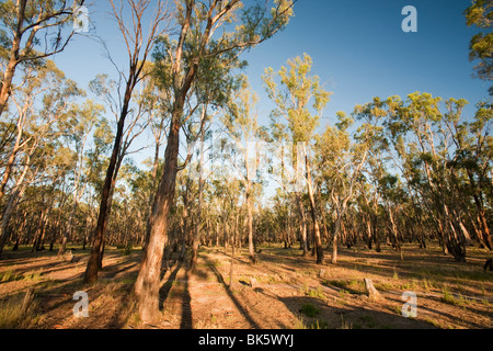 Red Gum Bäume im Barmah Wald in der Nähe von Echuca, Australien. Stockfoto