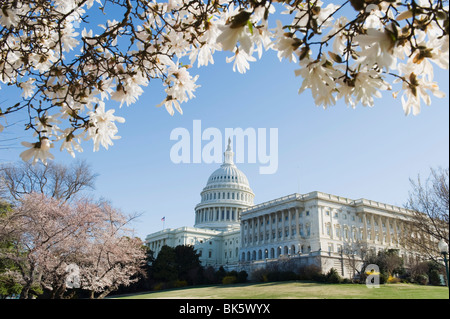 Frühling Cherry Blossom, The Capitol Building, Kapitol, Washington D.C., Vereinigte Staaten von Amerika, Nordamerika Stockfoto