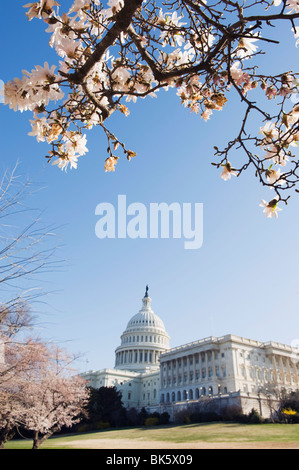 Frühling Cherry Blossom, The Capitol Building, Kapitol, Washington D.C., Vereinigte Staaten von Amerika, Nordamerika Stockfoto