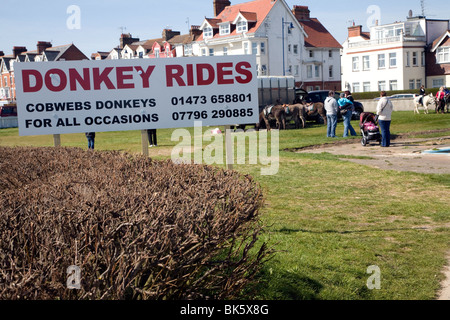 Esel reitet wieder nach einer Pause von fünfzig Jahren in Felixstowe, Suffolk Stockfoto