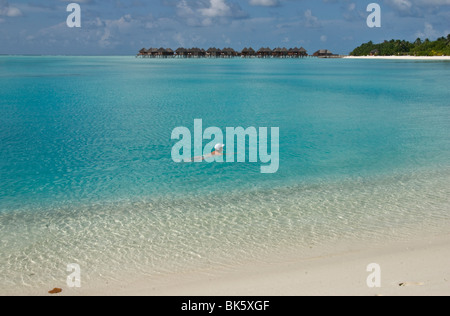 Ein einsamer junge erwachsenes Weibchen schwimmen in kristallklarem blauen Lagune mit Wasser-Villen im Hintergrund Stockfoto