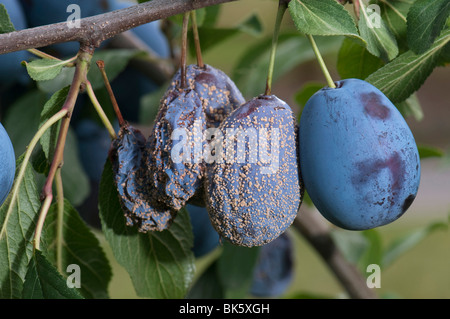 Europäische Braunfäule (Monilia Fructigena) auf europäische Pflaume, Pflaume (Prunus Domestica SSP. Domestica). Stockfoto