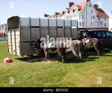 Esel reitet wieder nach einer Pause von fünfzig Jahren in Felixstowe, Suffolk Stockfoto