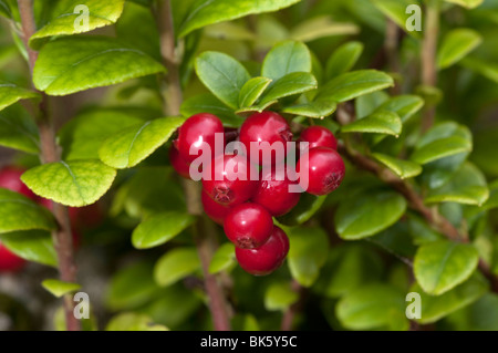 Preiselbeere, Foxberry, Bog Preiselbeere (Vaccinium Vitis-Idaea), Pflanze mit reifen Früchten. Stockfoto