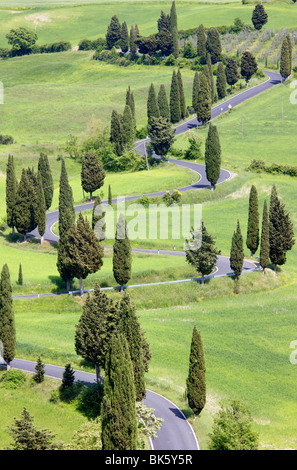 Kurvenreiche Landstraße flankiert von Zypressen, in der Nähe der Stadt Montechiello, Toskana, Italien, Europa Stockfoto