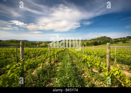 Weingut mit Hügel Stadt Montepulciano in der Ferne, Toskana, Italien, Europa Stockfoto