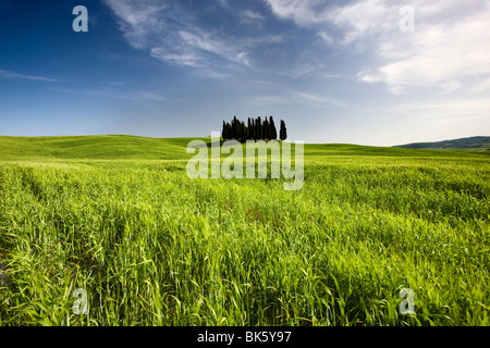 Gruppe von Zypressen auf Bergrücken oberhalb Feld von Getreide, in der Nähe von San Quirico d ' Orcia, Toskana, Italien, Europa Stockfoto