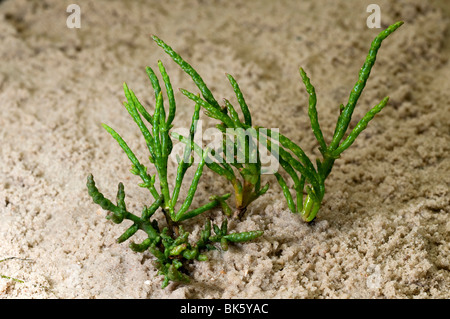 Gemeinsamen Queller, Salicorn (Salicornia Europaea), Pflanzen auf Sand. Stockfoto