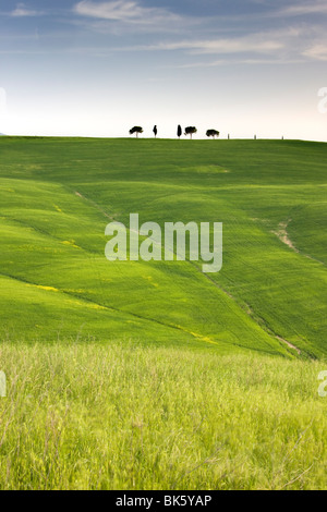 Bäume auf Bergrücken oberhalb Feld von Getreide, in der Nähe von San Quirico d ' Orcia, Toskana, Italien, Europa Stockfoto