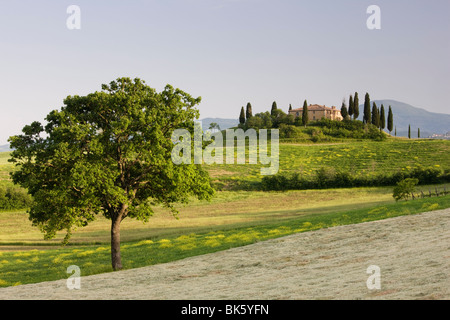 Ansicht des Belvedere von Val d ' Orcia, San Quirico d ' Orcia, in der Nähe von Pienza, Toskana, Italien, Europa Stockfoto