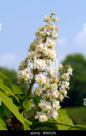 Rosskastanie (Aesculus Hippocastanum), blühender Zweig. Stockfoto