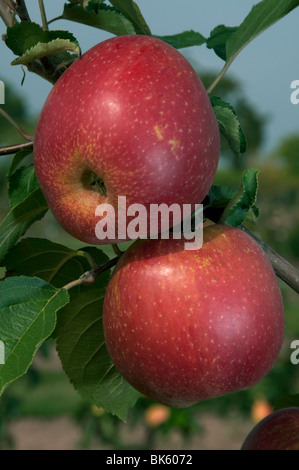 Heimischen Apfel (Malus Domestica), Sorte: roter Boskoop, Äpfel an einem Baum. Stockfoto