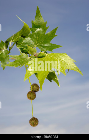 Ahornblättrige Platane (Platanus X acerifolia, Platanus X hispanica). Zweig mit Blättern und weibliche Blüten. Stockfoto