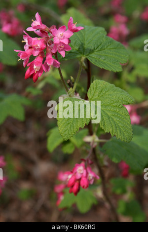 Rote Johannisbeere Busch Ribes Blumen genommen In Ashton Park, Wirral, UK Stockfoto