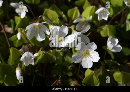 Sauerklee Oxalis Acetosella In Stapledon Woods, unitarischen Hill, Wirral, UK Stockfoto