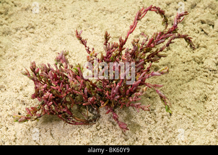 Gemeinsamen Queller, Salicorn (Salicornia Europaea), Pflanze in herbstlichen Farben. Stockfoto