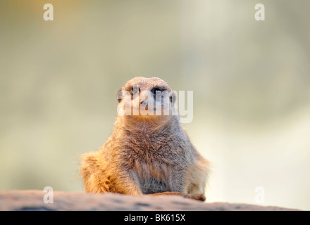 Erdmännchen oder Suricate (Suricata Suricatta), juvenile Stockfoto