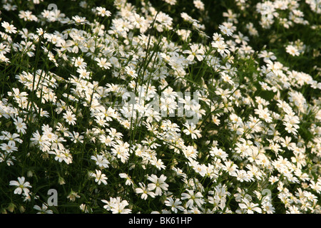 Stitchwort, Addersmeat, größere Stitchwort (Stellaria Holostea), blühend. Stockfoto