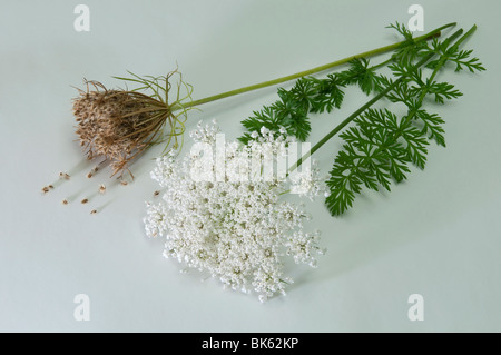 Wilde Möhre (Daucus Carota). Blüte, Stängel, Seeed-Stand und Blätter, Studio Bild. Stockfoto