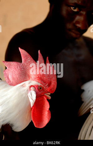 Mann mit Hahn, Mbao, Senegal, Westafrika, Afrika Stockfoto