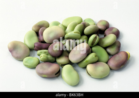 Saubohne (Vicia Faba), Samen, Studio Bild. Stockfoto