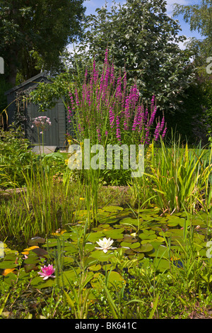 Garten hinter dem Haus, Seerosenteich mit Blutweiderich, Wirral, England Stockfoto