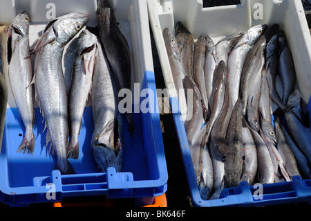 Fisch in Kisten auf dem Kai, Guilvinec, Finistere, Bretagne, Frankreich, Europa Stockfoto