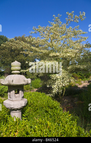 Cornus Controversa Variegata, England Stockfoto