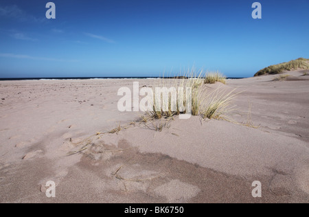 Dünengebieten Grass Ammophila Arenaria mit Dune Forming dahinter Sandwood Bay Westküste von Schottland Stockfoto