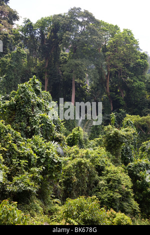 Regenwald Dschungel Tioman Island Flora und fauna Stockfoto