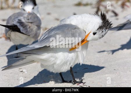 "Königliche Seeschwalben" auf einem Strand, "Sanibel Island", Florida, USA Stockfoto