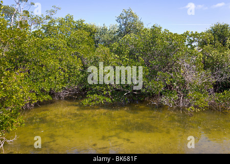 Mangroven, J N Ding Darling Wildlife Refuge 'Sanibel Island', Florida, USA Stockfoto