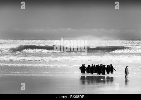 Königspinguine auf Volunteer point East Falkland Stockfoto