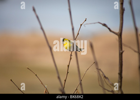 Erlenzeisig auf einem Ast mit Kätzchen im Frühjahr, UK Stockfoto