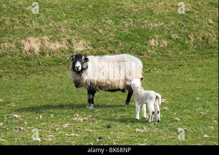 Mutter Ewe und junges Lamm auf einem Bauernhof in den Yorkshire Dales, Nidderdale, North Yorkshire, England, UK Stockfoto