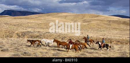 Pferd aufrunden Stockfoto
