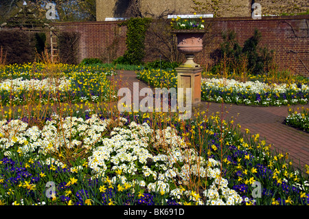 Frühling Blumen und Narzissen im ummauerten Garten RHS Wisley Surrey England Bettwäsche Stockfoto