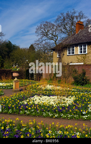 Frühling Blumen und Narzissen im ummauerten Garten RHS Wisley Surrey England Bettwäsche Stockfoto