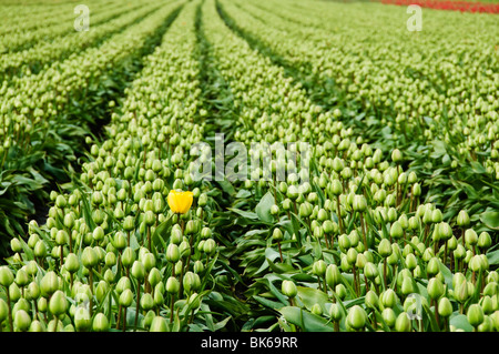 Eine früh blühende Pflanze zeichnet sich in einem Feld von Tulpen bereit zu platzen in voller Blüte zu DeGoede Lampe Farm in Mossyrock, WA. Stockfoto
