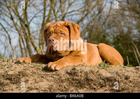 MÄNNLICHEN WELPEN DOGGE DE BORDEAUX Stockfoto