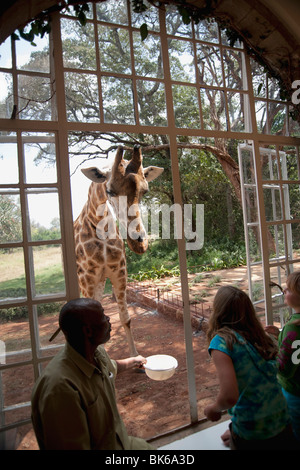 Rothschild-Giraffen im Zoo, Nairobi, Kenia, Afrika Stockfoto