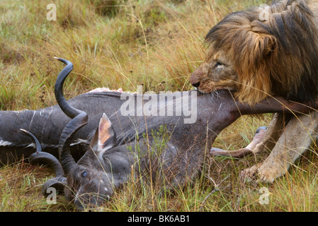 Schwarze Mähne Löwe ziehen die Hälfte gegessen Beute Stockfoto