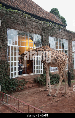 Giraffe auf der Suche nach Haus, Kenia, Afrika Stockfoto